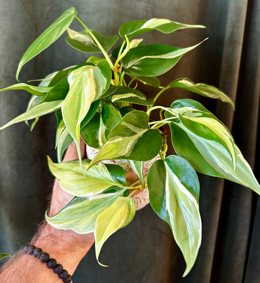Philodendron Hederaceum Silver Stripe