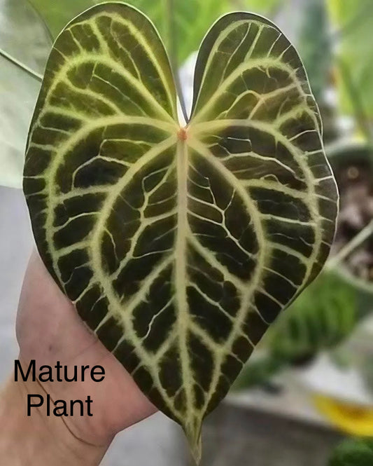 Anthurium Clarinervium x Silver Tiger Tissue Culture Plant
