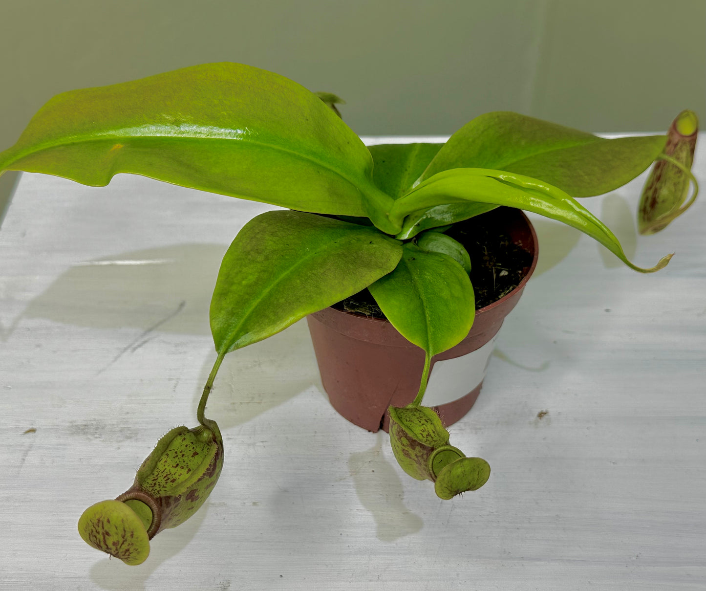 Nepenthes Gaya