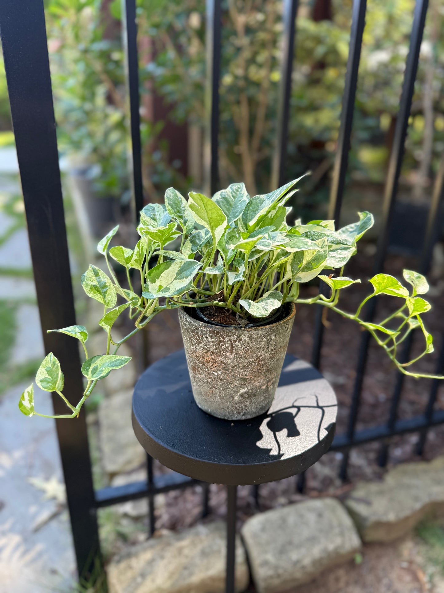 Pothos N Joy