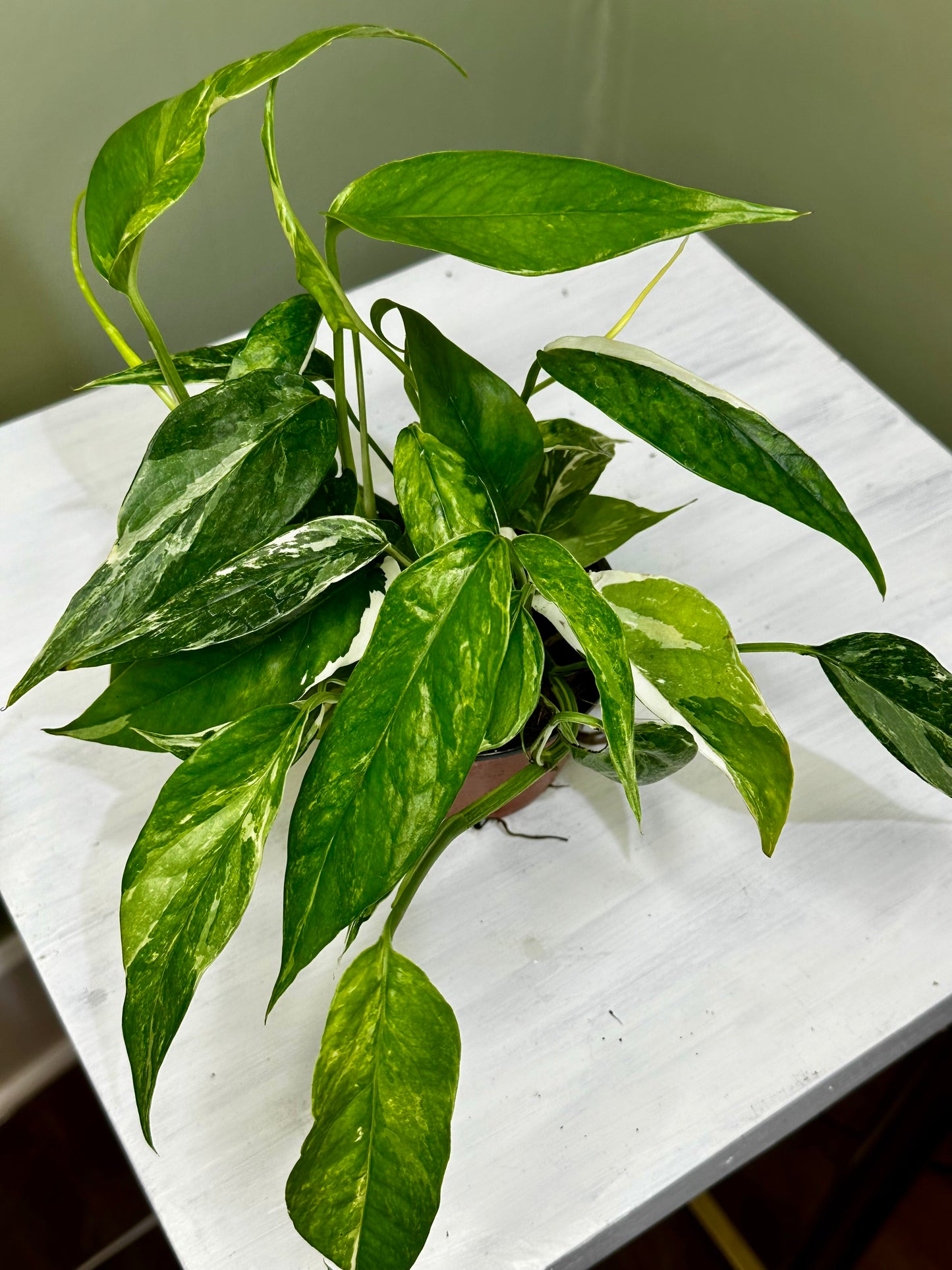 Epipremnum Pinnatum Albo