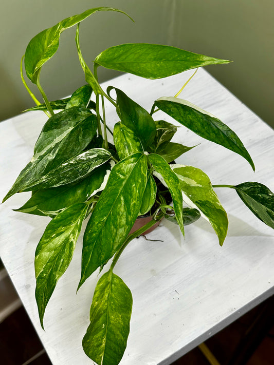 Epipremnum Pinnatum Albo