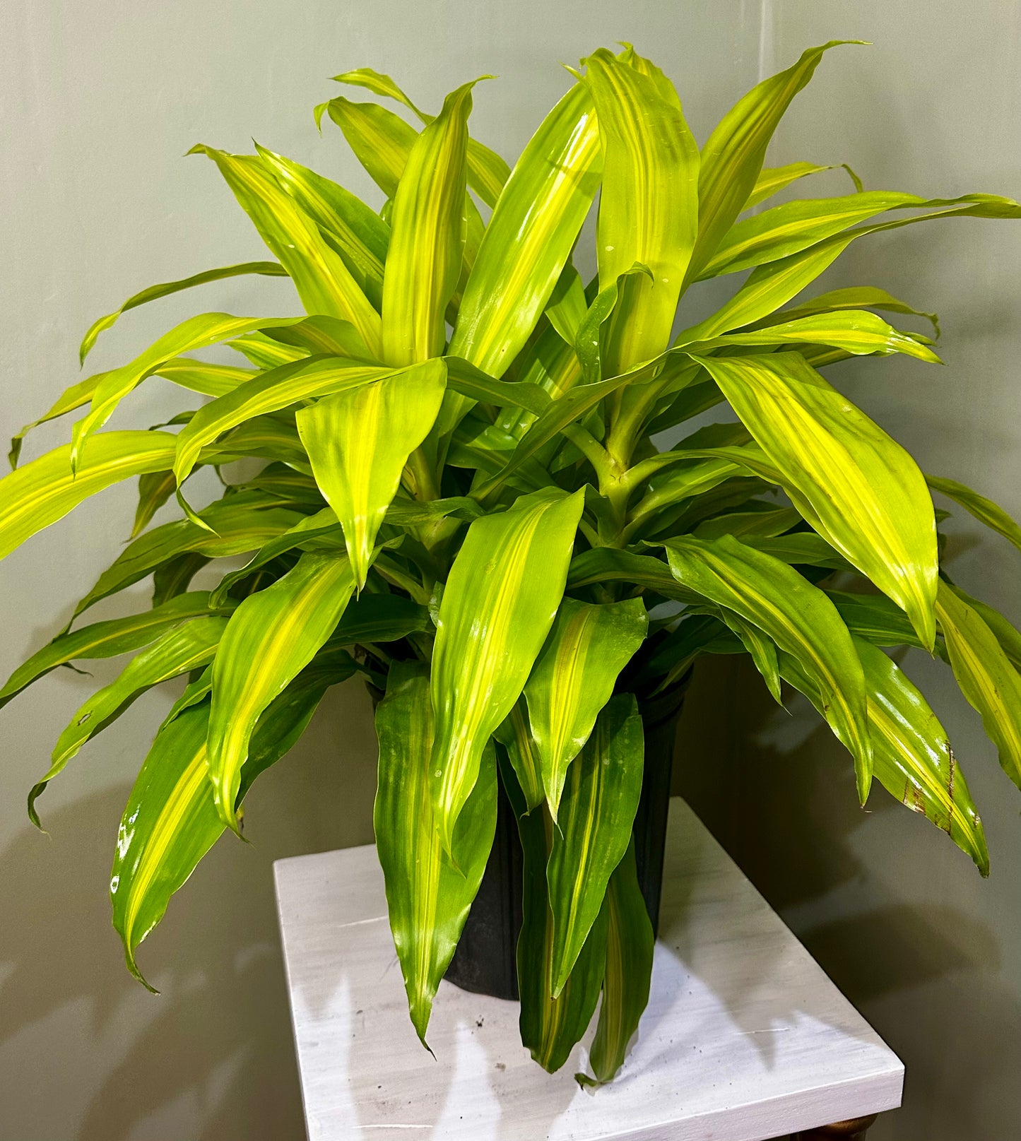 Dracaena Bronze Bay