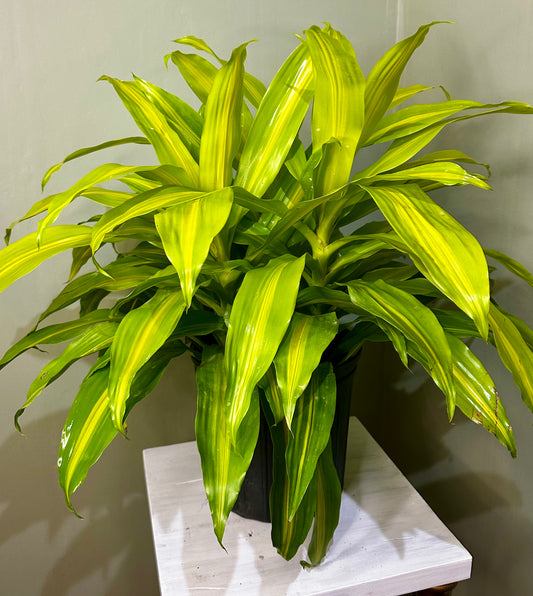 Dracaena Bronze Bay