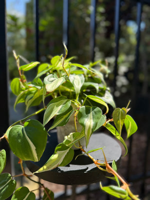 Philodendron Hederaceum Rio