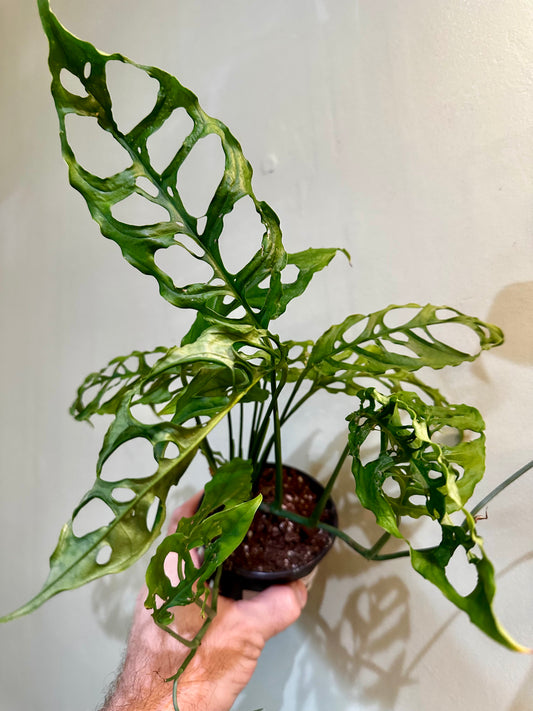 Monstera Obliqua Peru