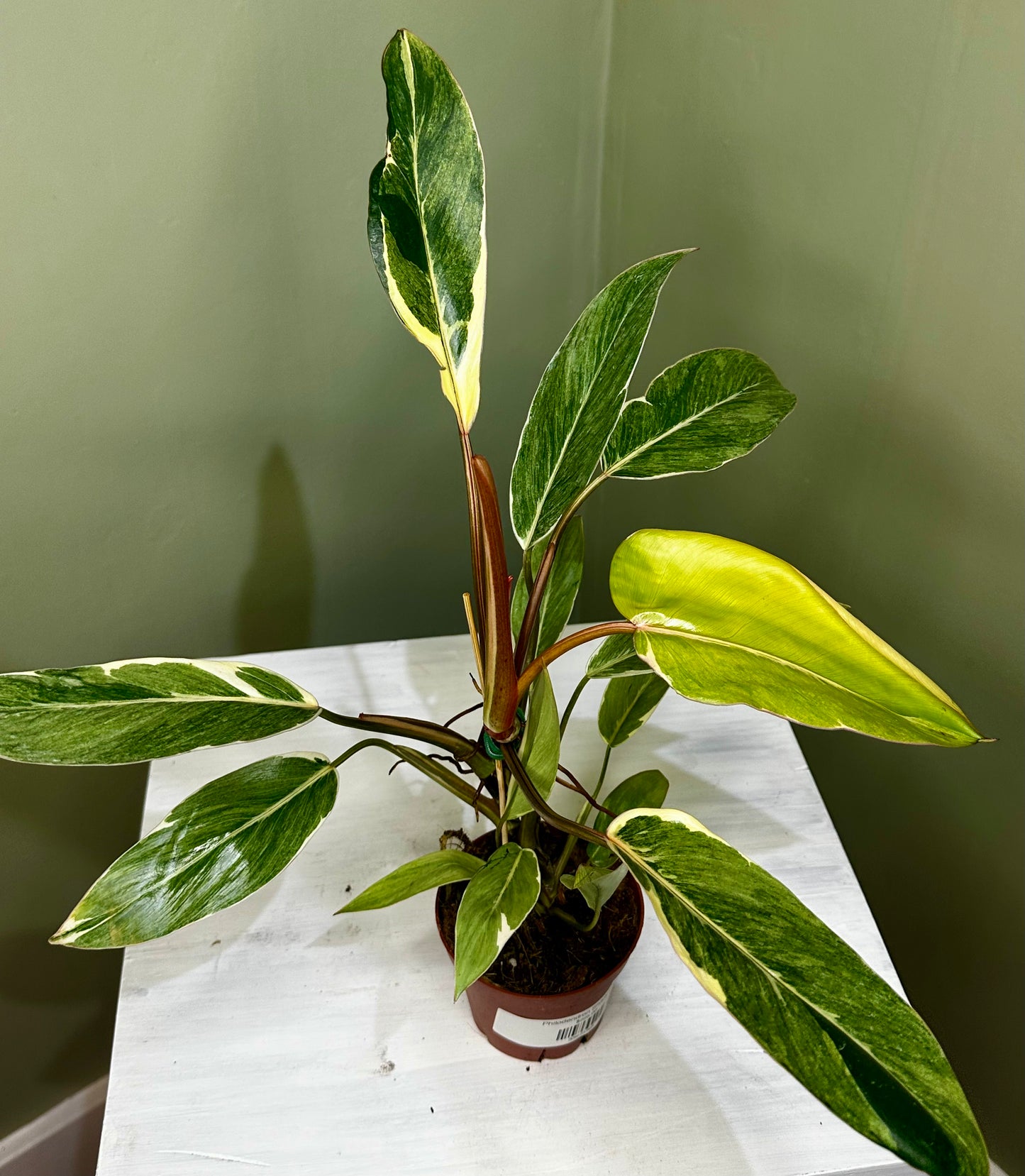Philodendron Shady Lady