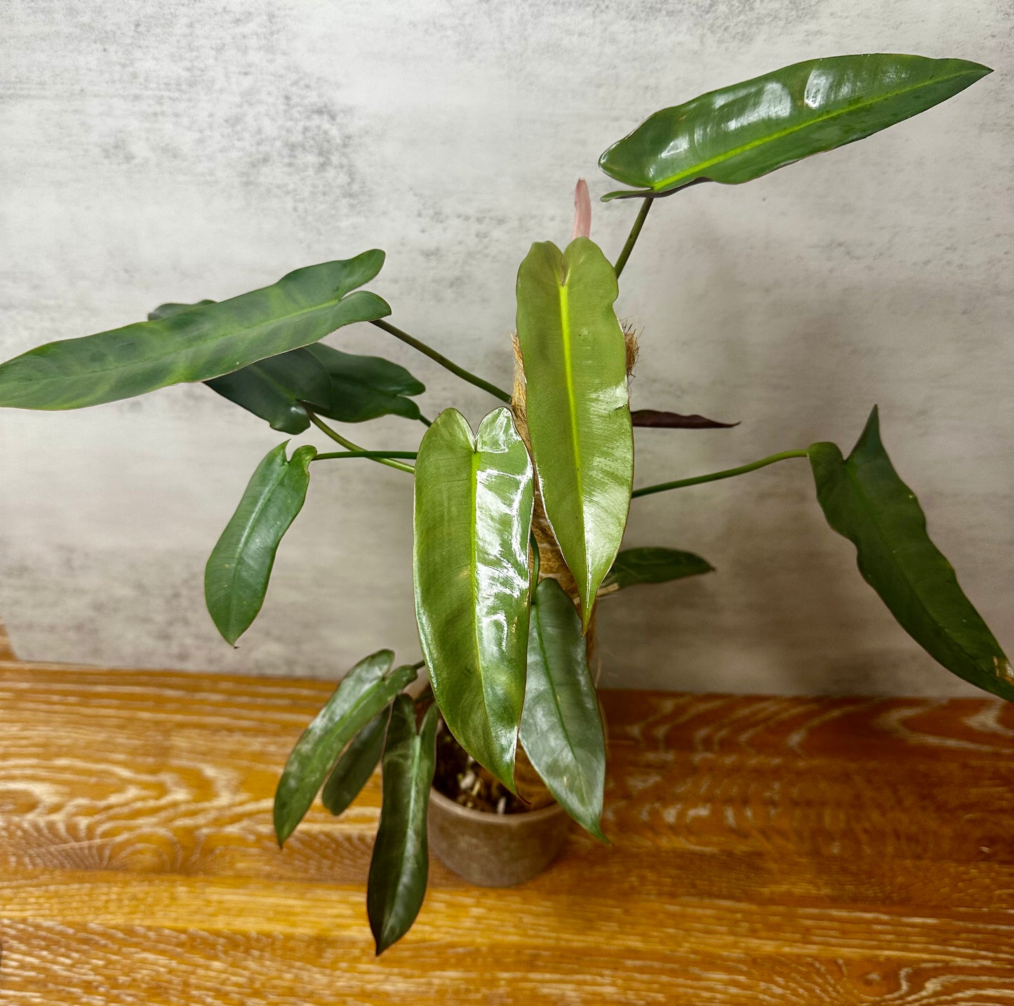 Philodendron Atabapoense
