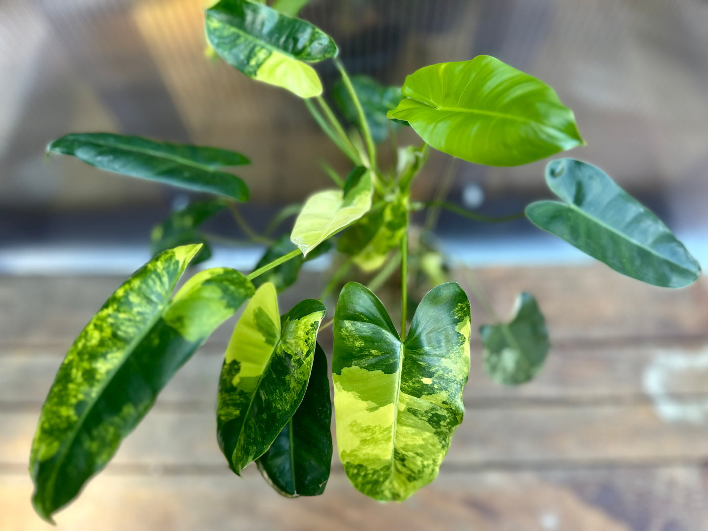 Philodendron  Variegated Burle Marx