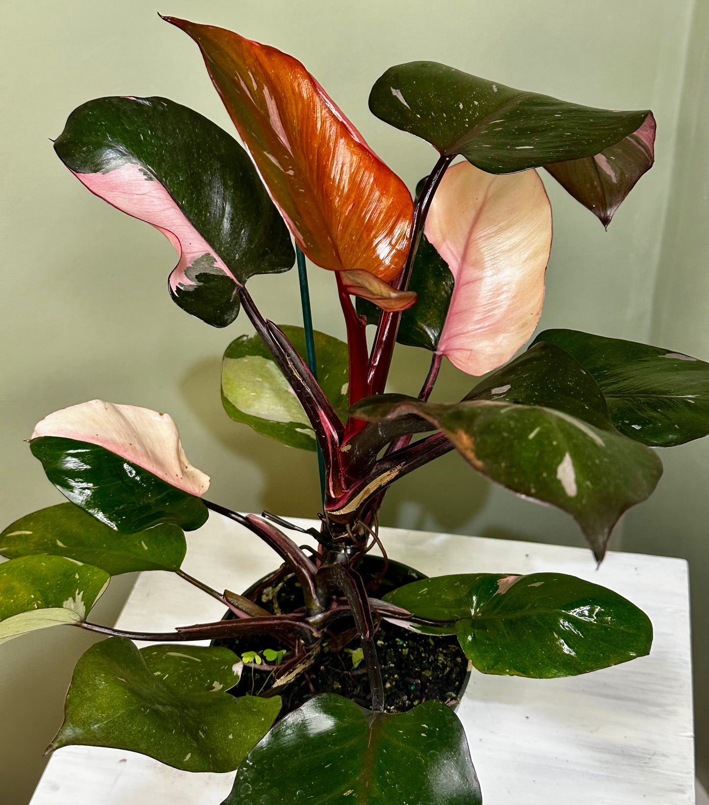 Philodendron Pink Princess