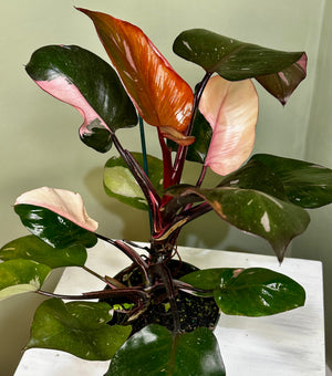 Philodendron Pink Princess