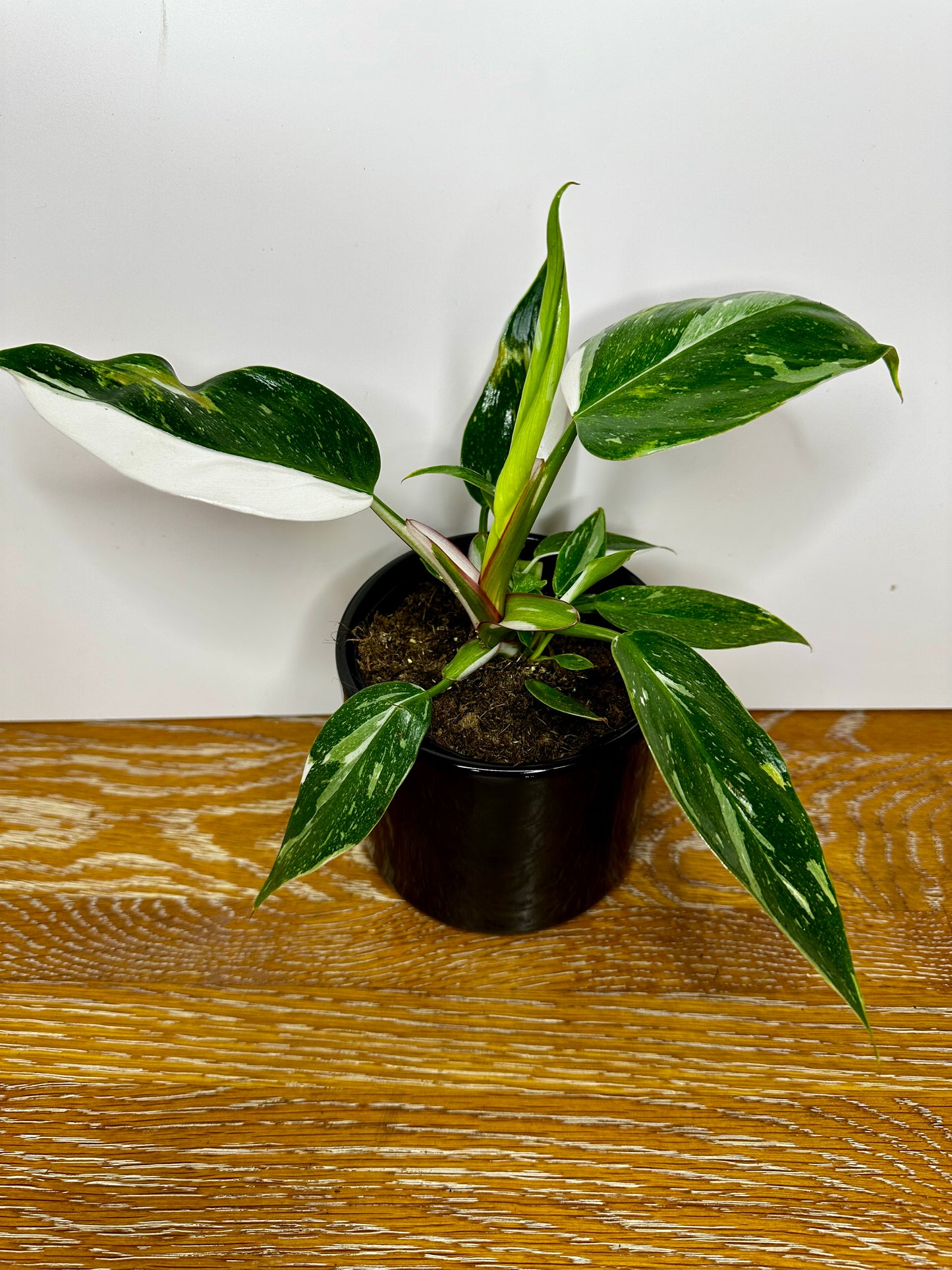Philodendron White Princess