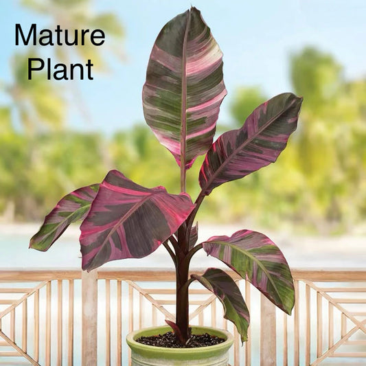 Musa Nono Pink Tissue Culture Plant