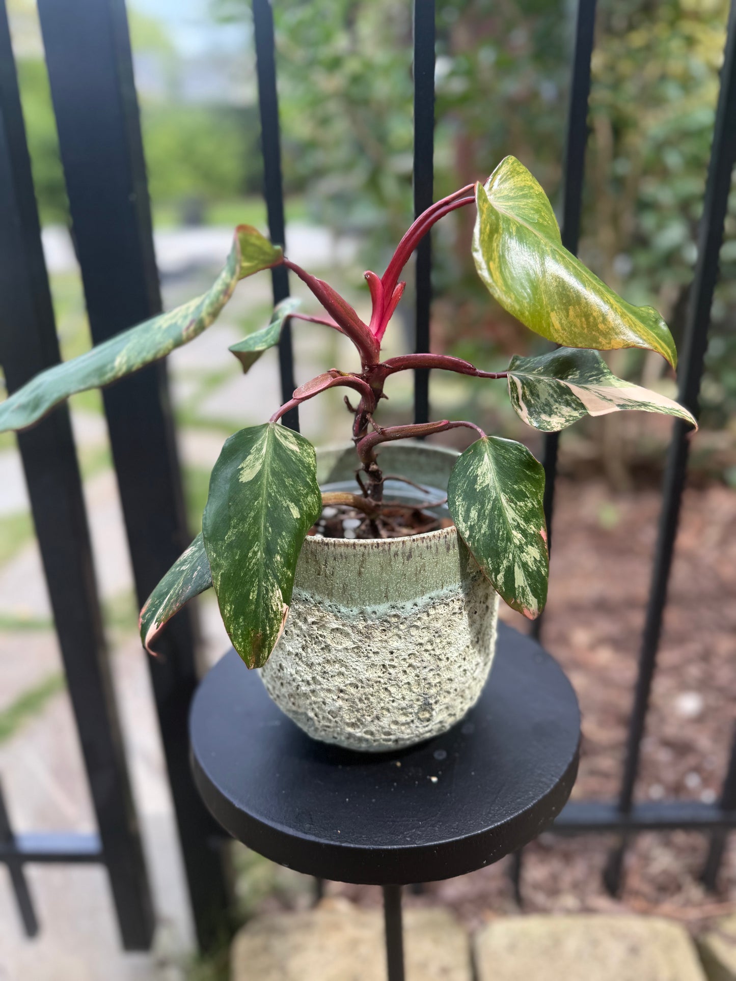 Philodendron Strawberry Shake