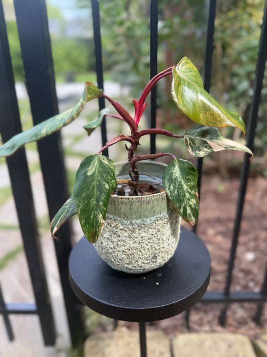 Philodendron Strawberry Shake
