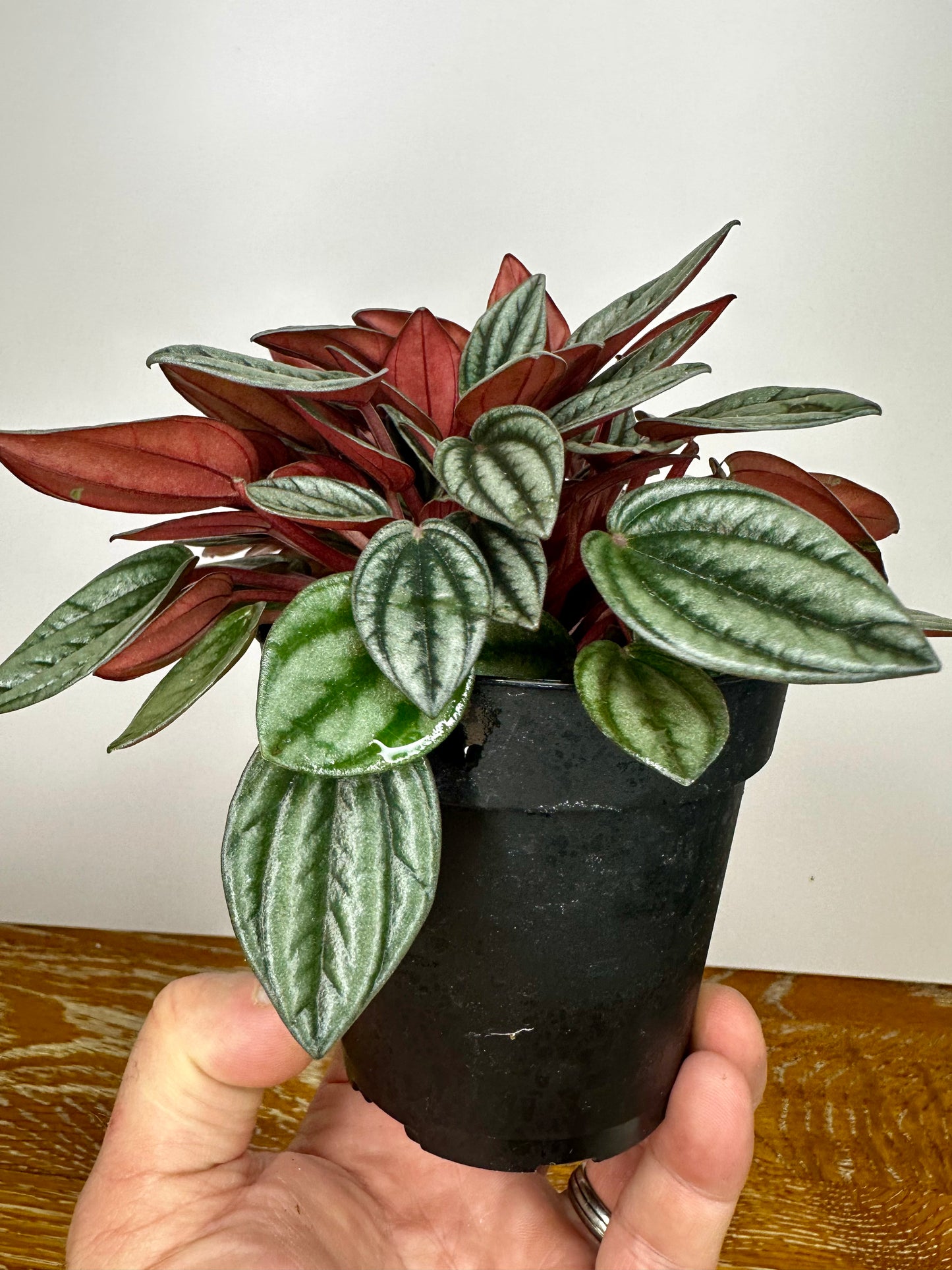 Peperomia San Marino