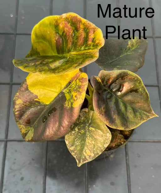 Alocasia Cuprea Golden Latte Tissue Culture