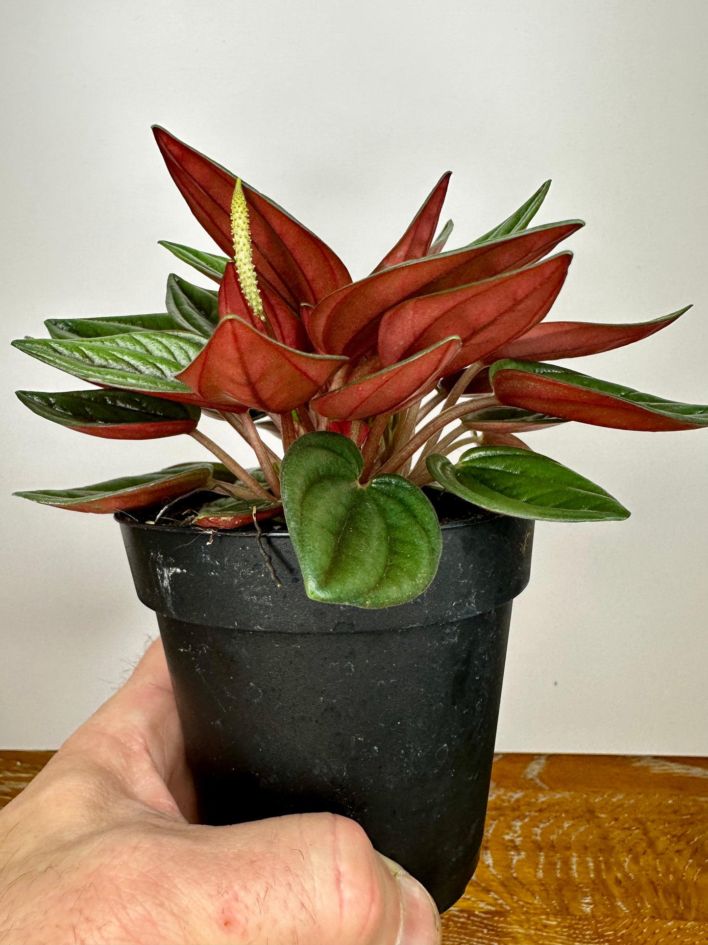 Peperomia Rosso