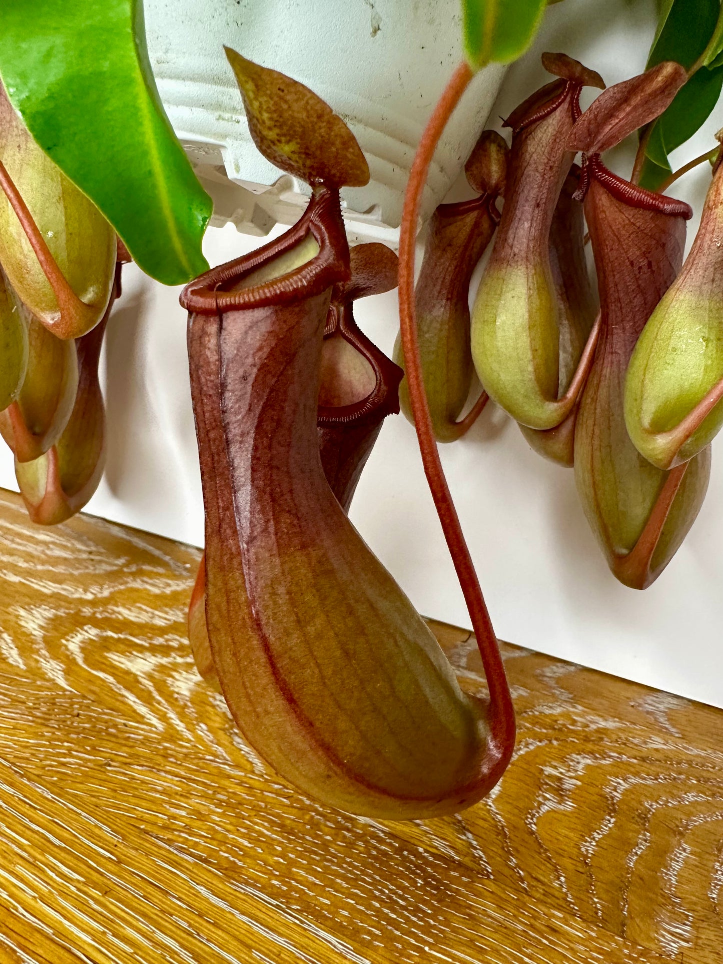 Nepenthes Alata