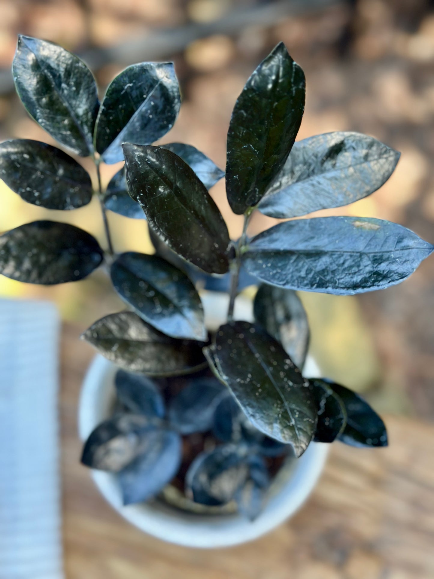Zamioculcas Black Queen