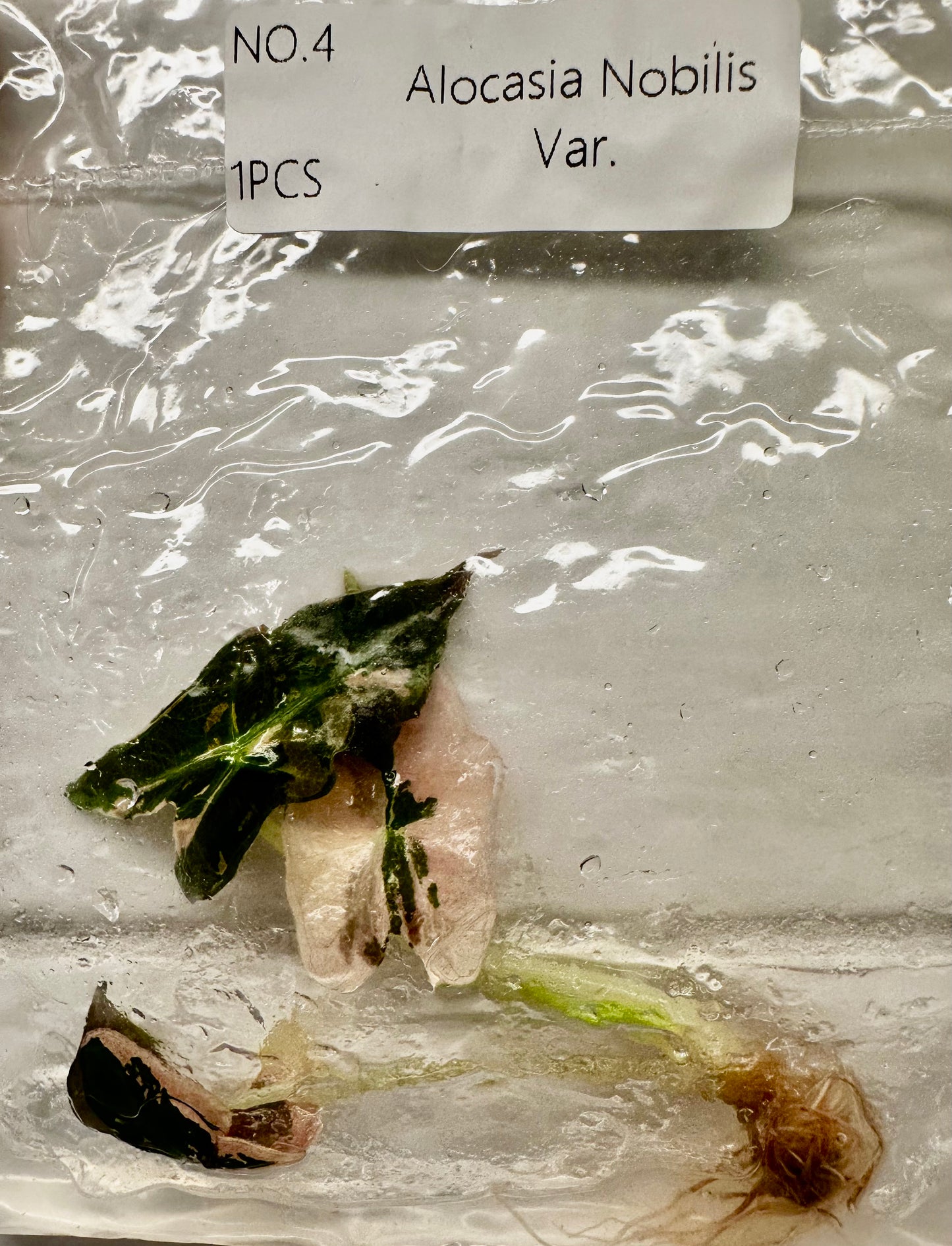 Alocasia Nobilis Pink Tissue Culture