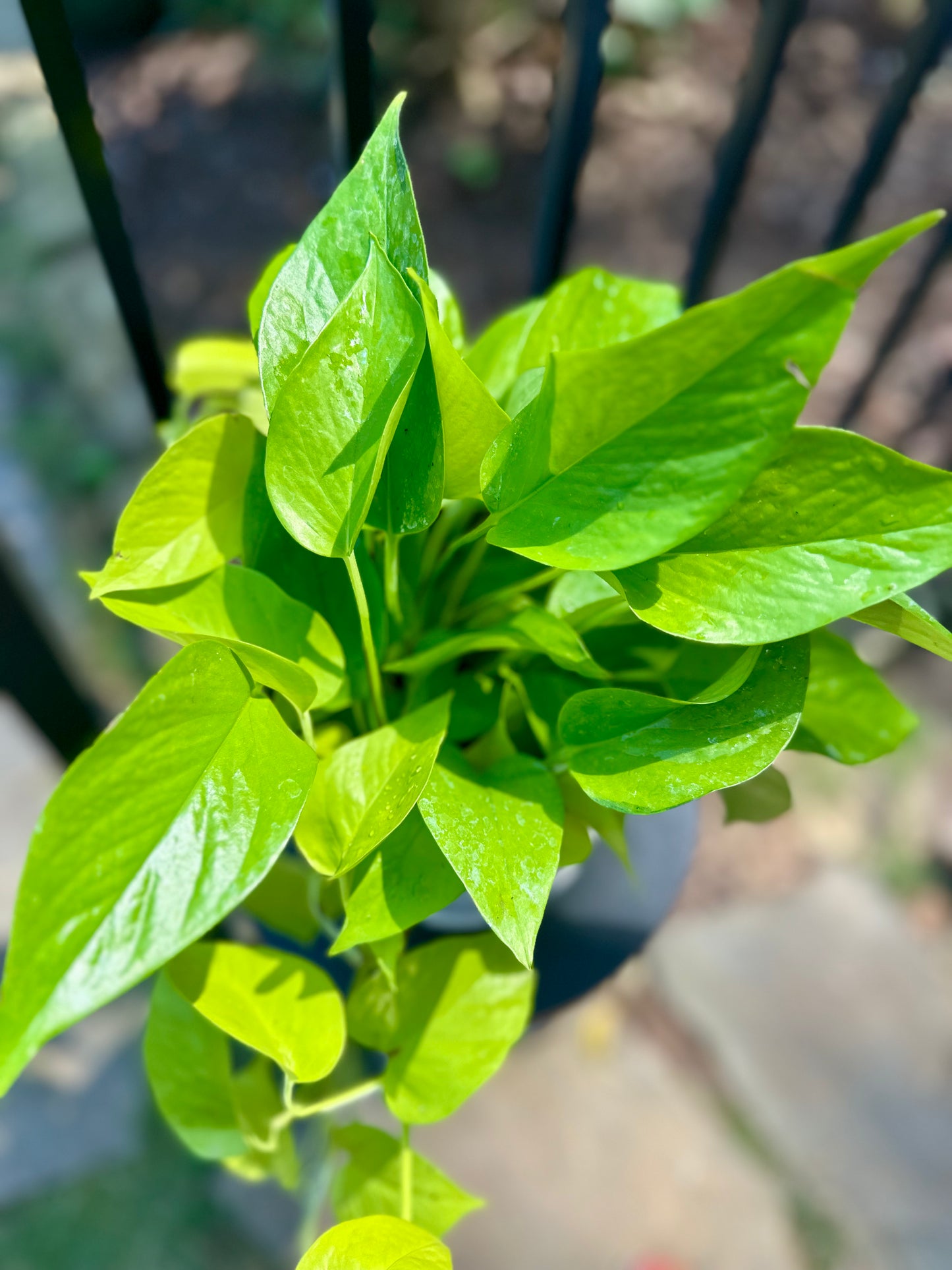 Pothos Neon