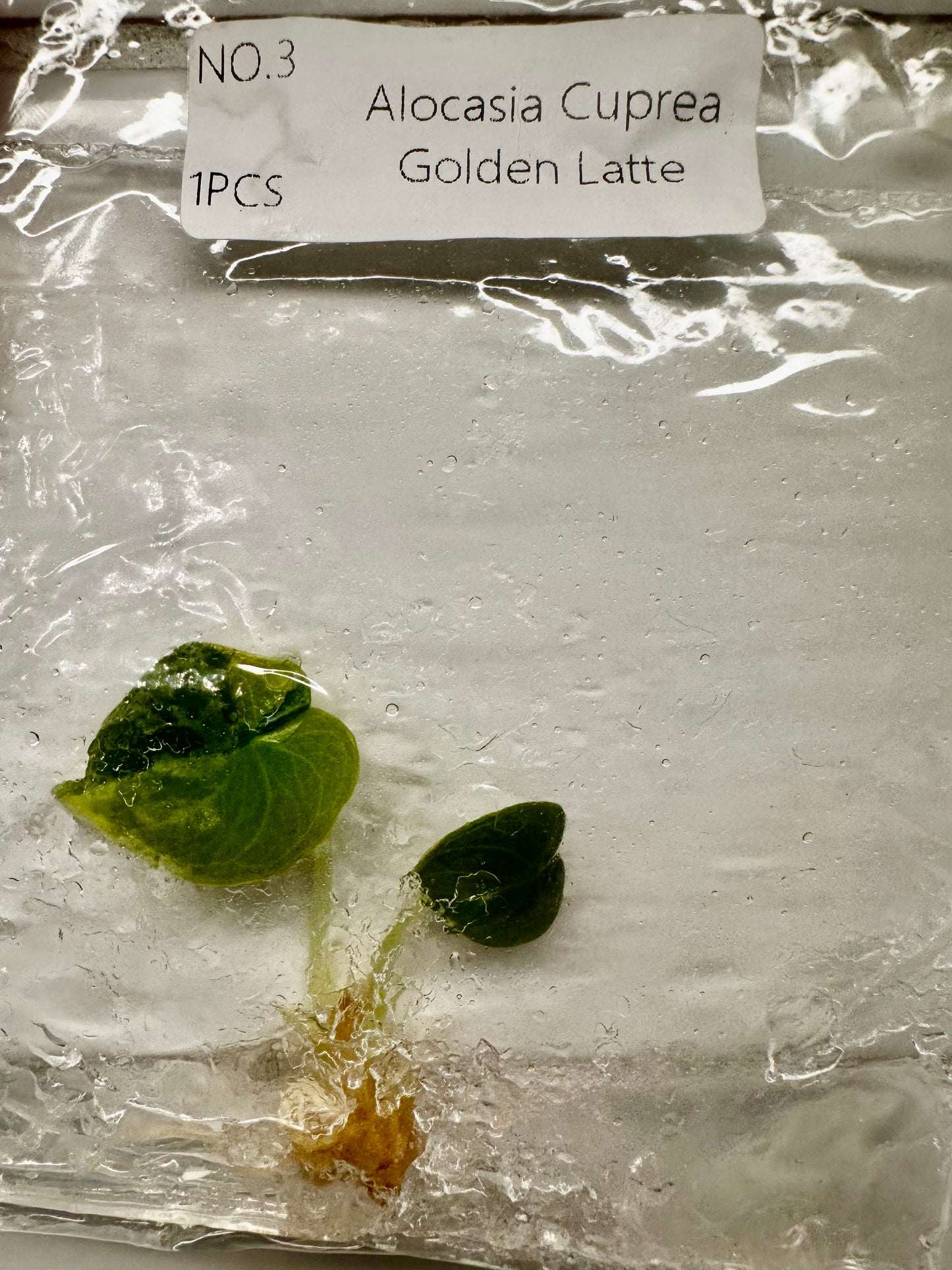 Alocasia Cuprea Golden Latte Tissue Culture