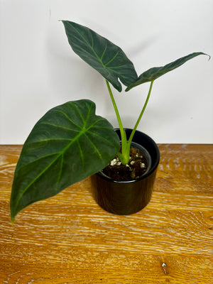 Alocasia Regal Shield