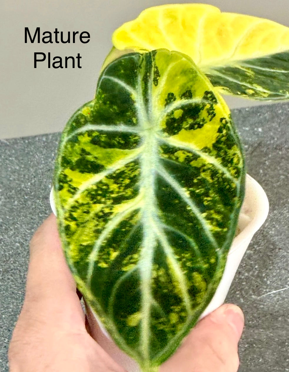 Alocasia Ninja Aurea Tissue Culture