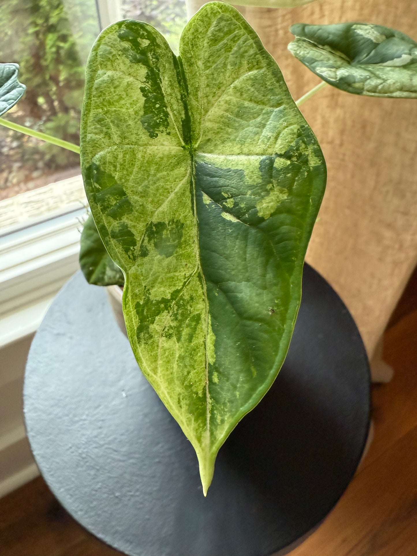 Alocasia Dragon Scale Albo