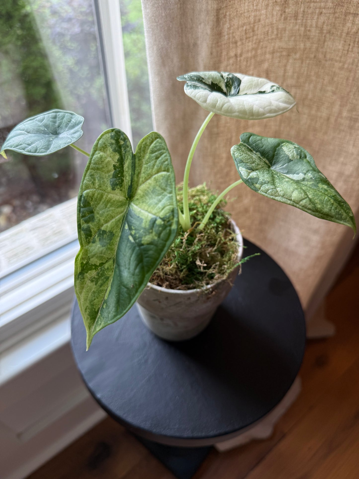 Alocasia Dragon Scale Albo