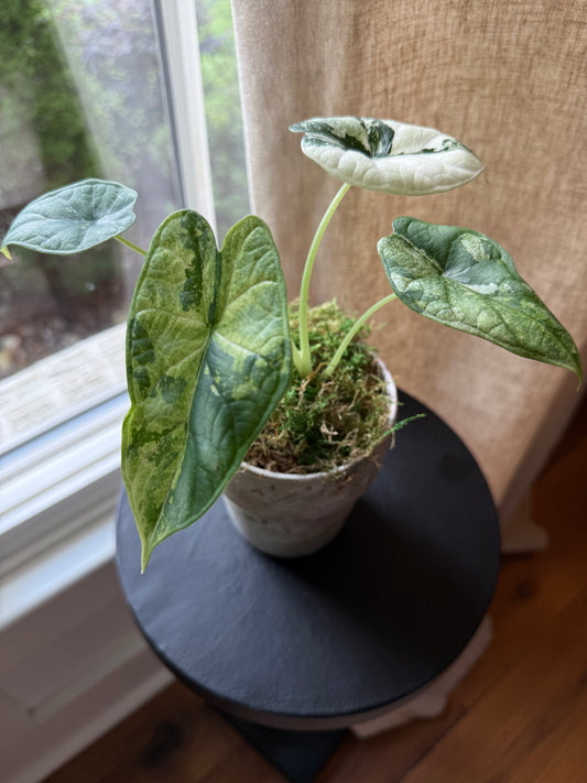 Alocasia Dragon Scale Albo