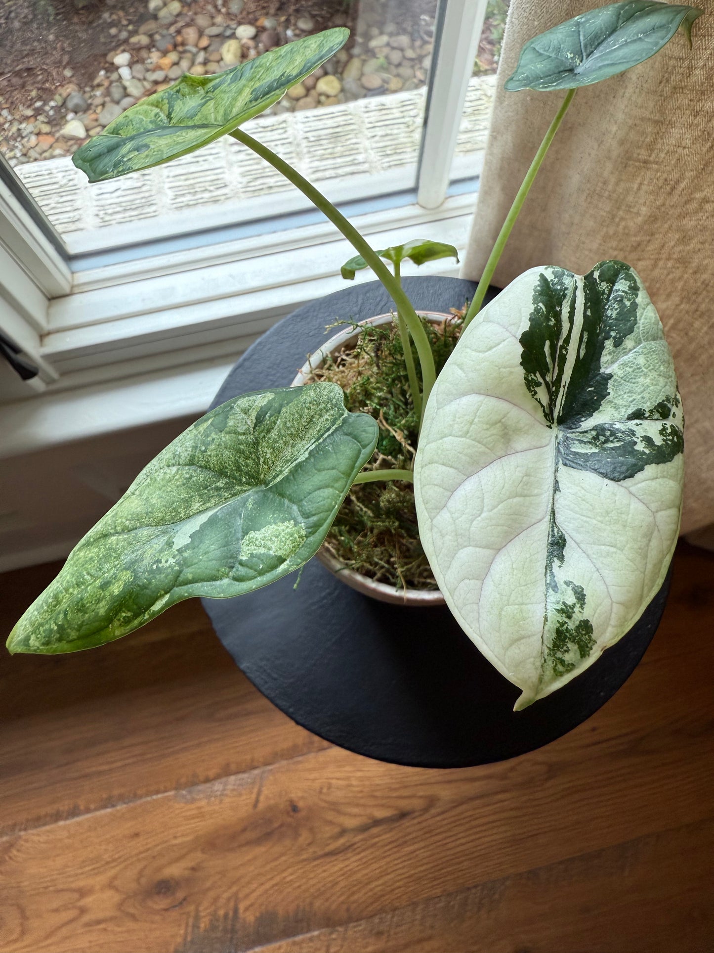 Alocasia Dragon Scale Albo