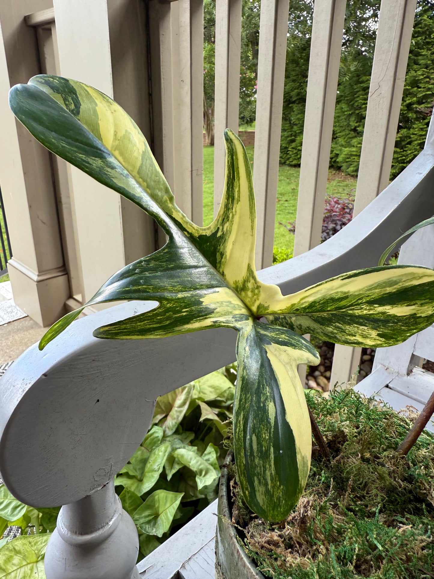Philodendron Florida Beauty