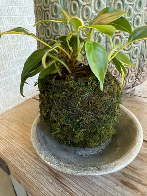 Kokedama - Assorted