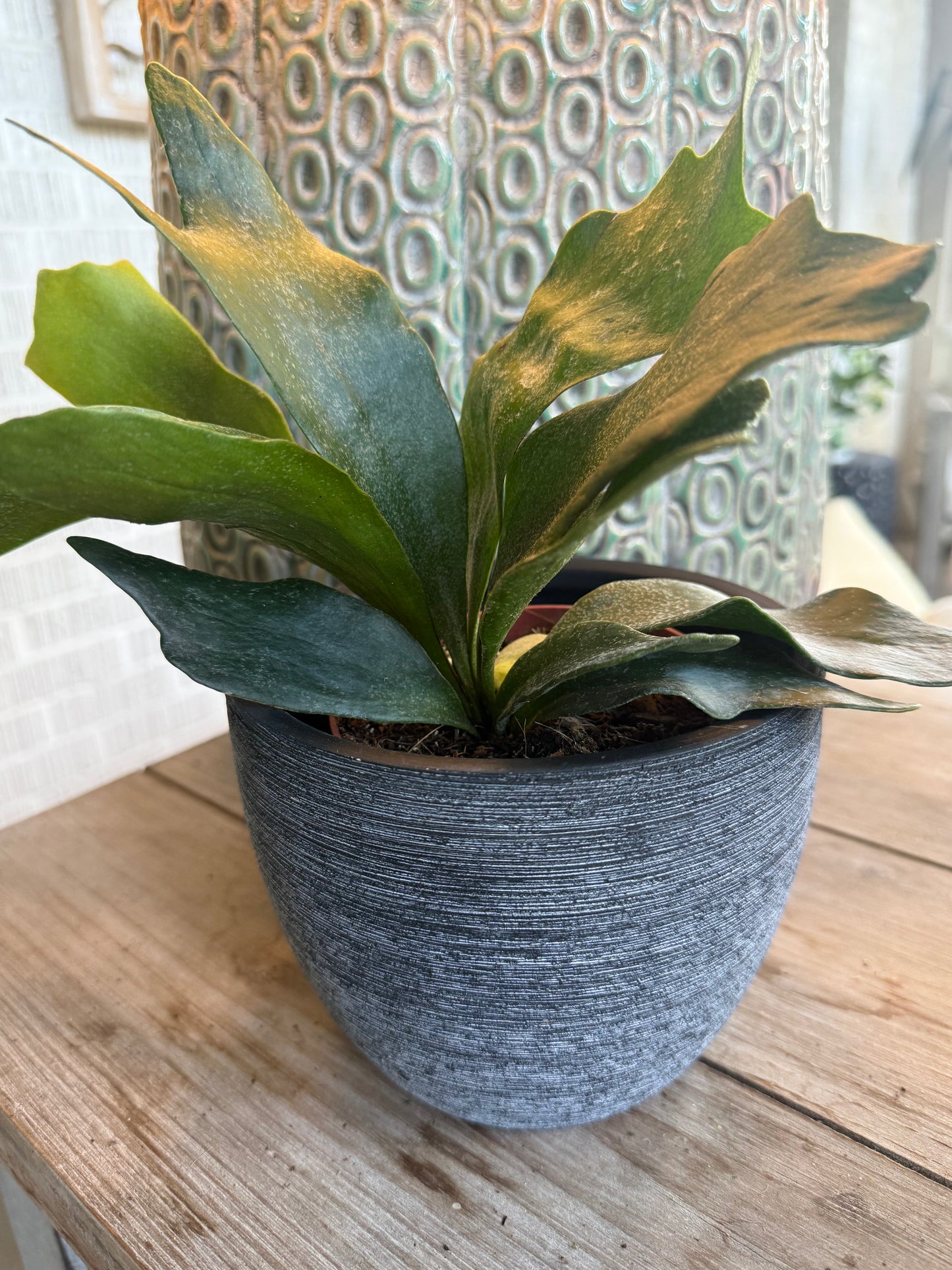 Platycerium Bifurcatum - Staghorn Fern