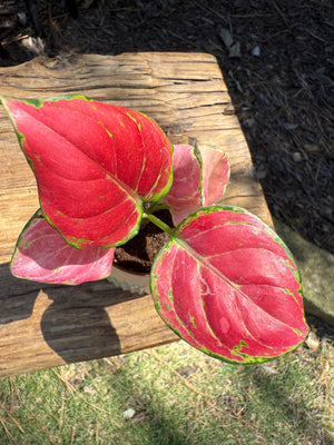 Aglaonema Geely Red
