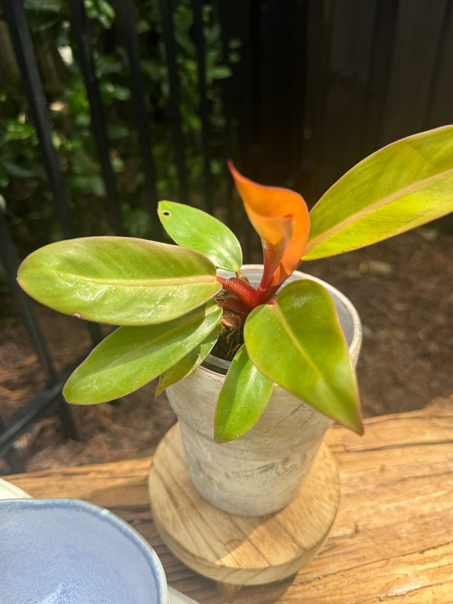 Philodendron Prince of Orange