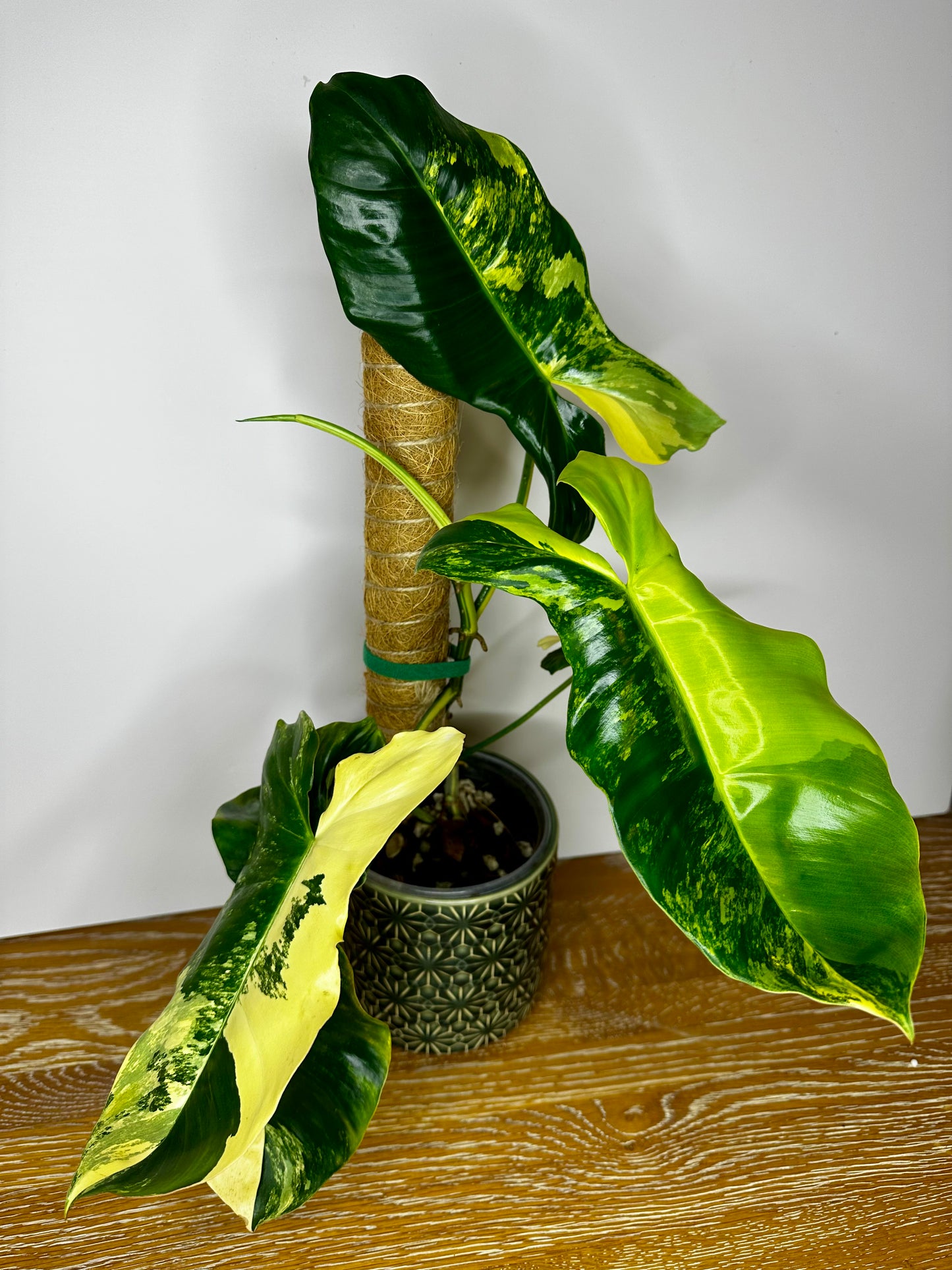 Philodendron Florida Beauty X Paraiso Verde Variegated