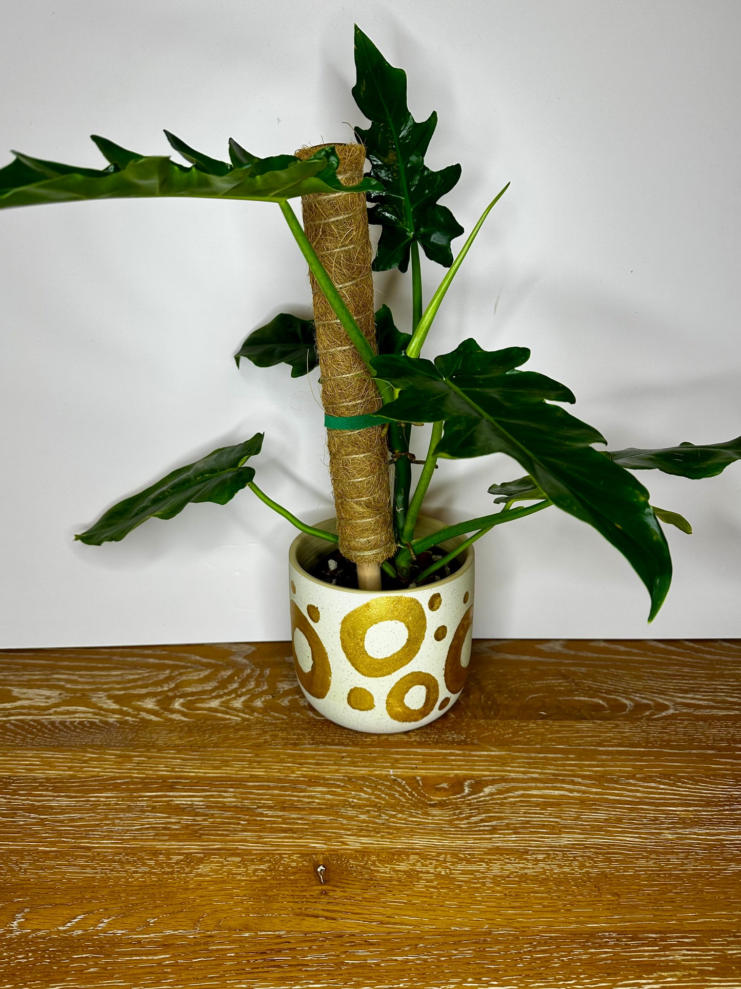 Philodendron Bob Cee on Moss Pole