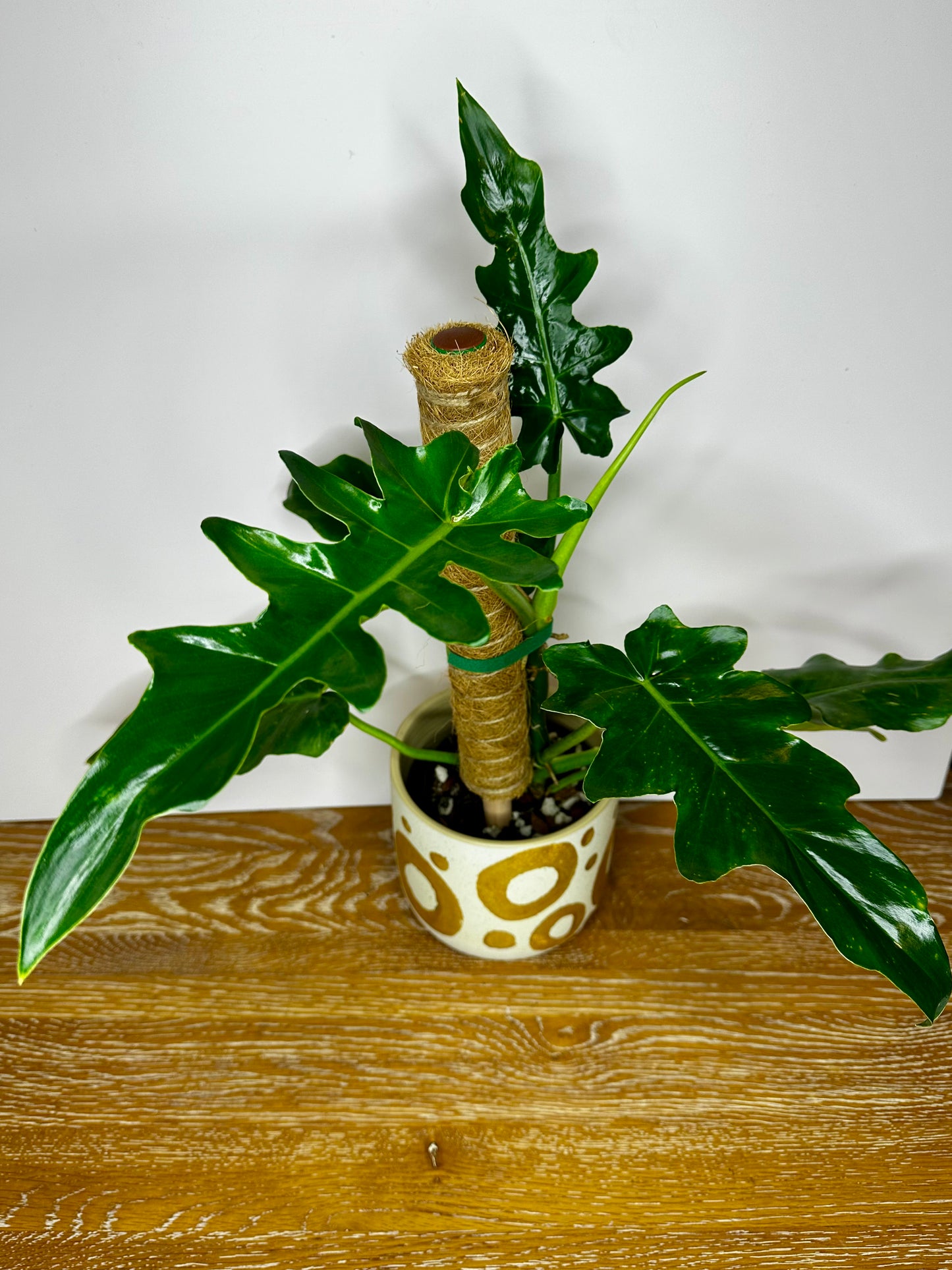 Philodendron Bob Cee on Moss Pole