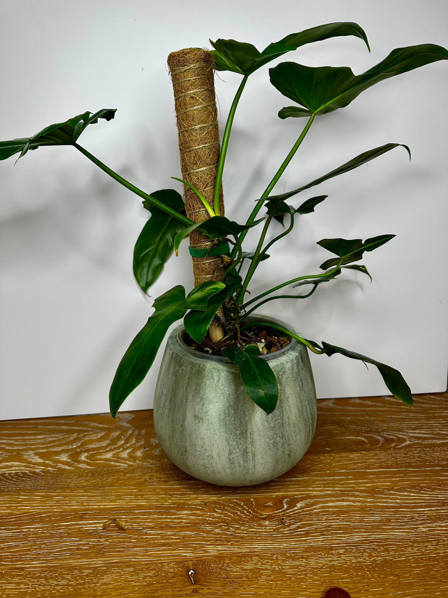 Philodendron Golden Dragon Low Variegation on Moss Pole