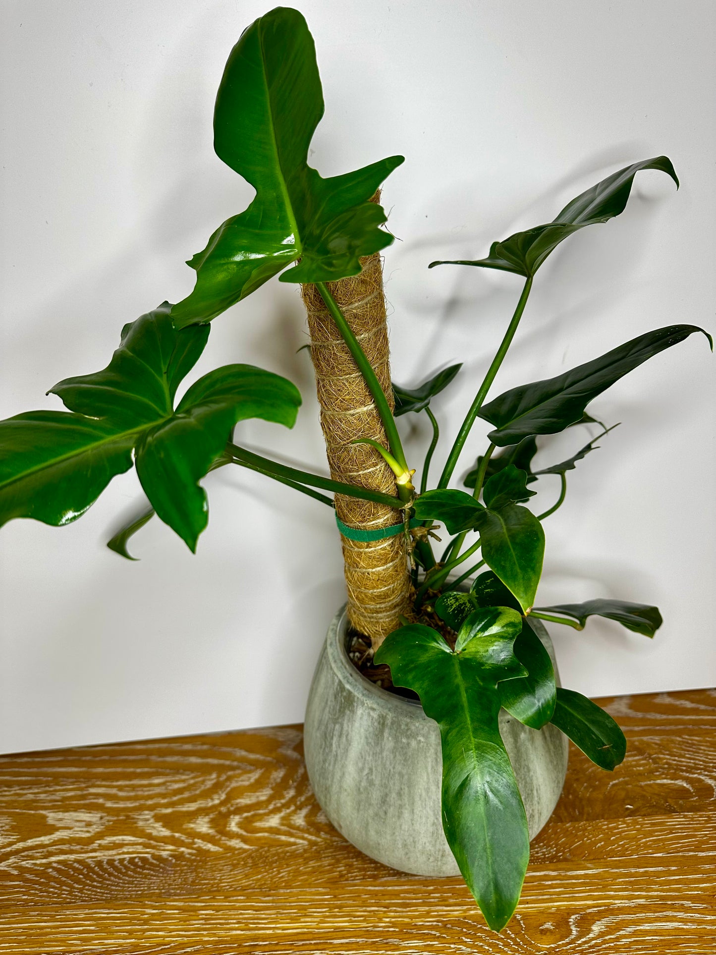 Philodendron Golden Dragon Low Variegation on Moss Pole