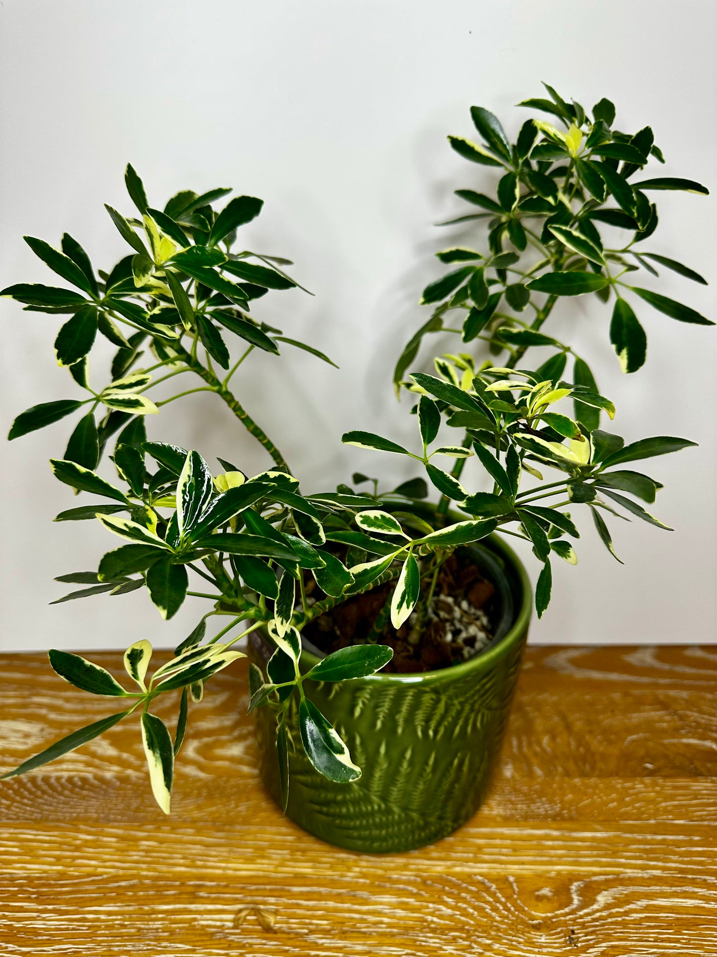 Schefflera Arboricola "Moondrop" Umbrella Tree