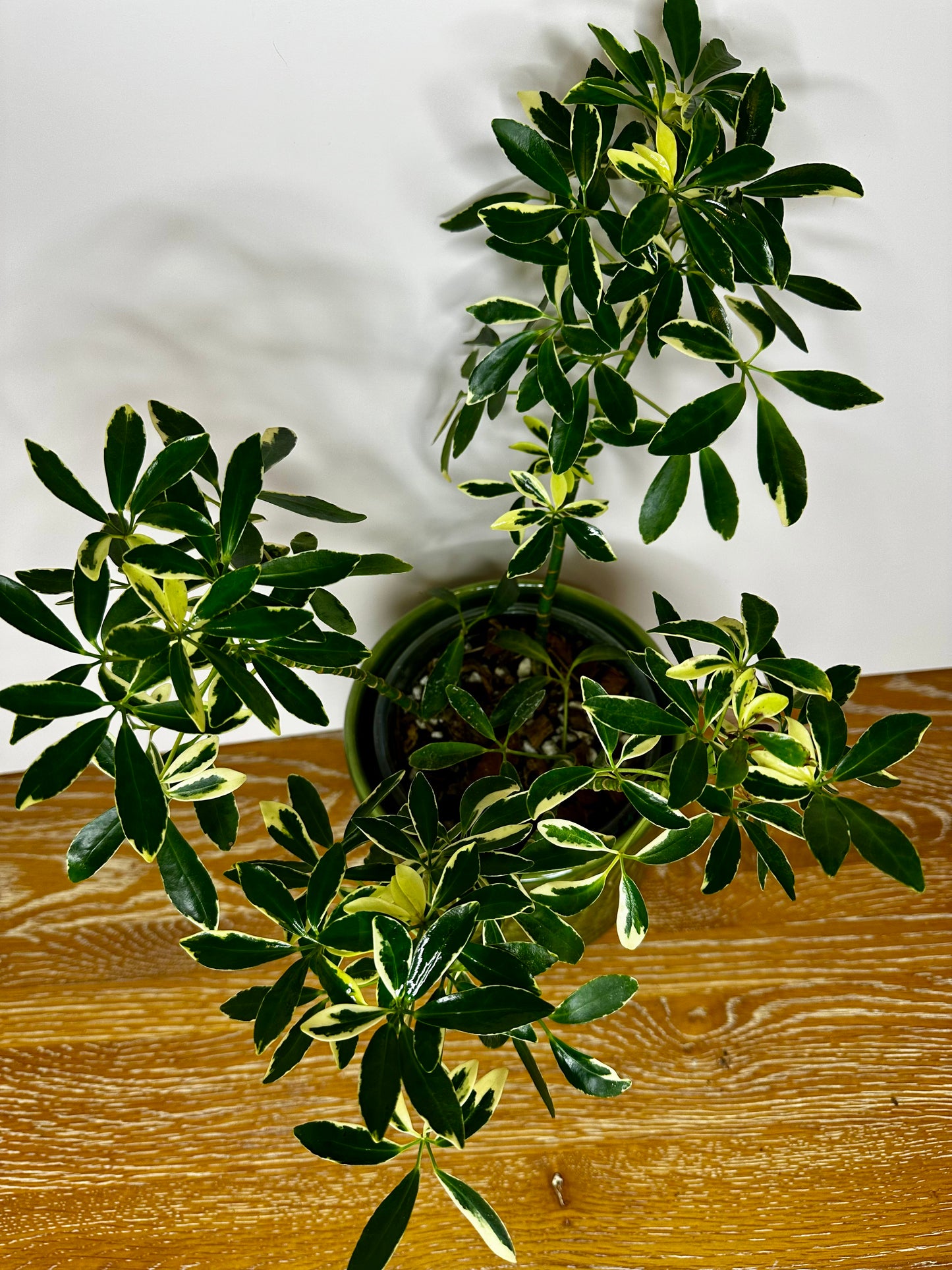 Schefflera Arboricola "Moondrop" Umbrella Tree