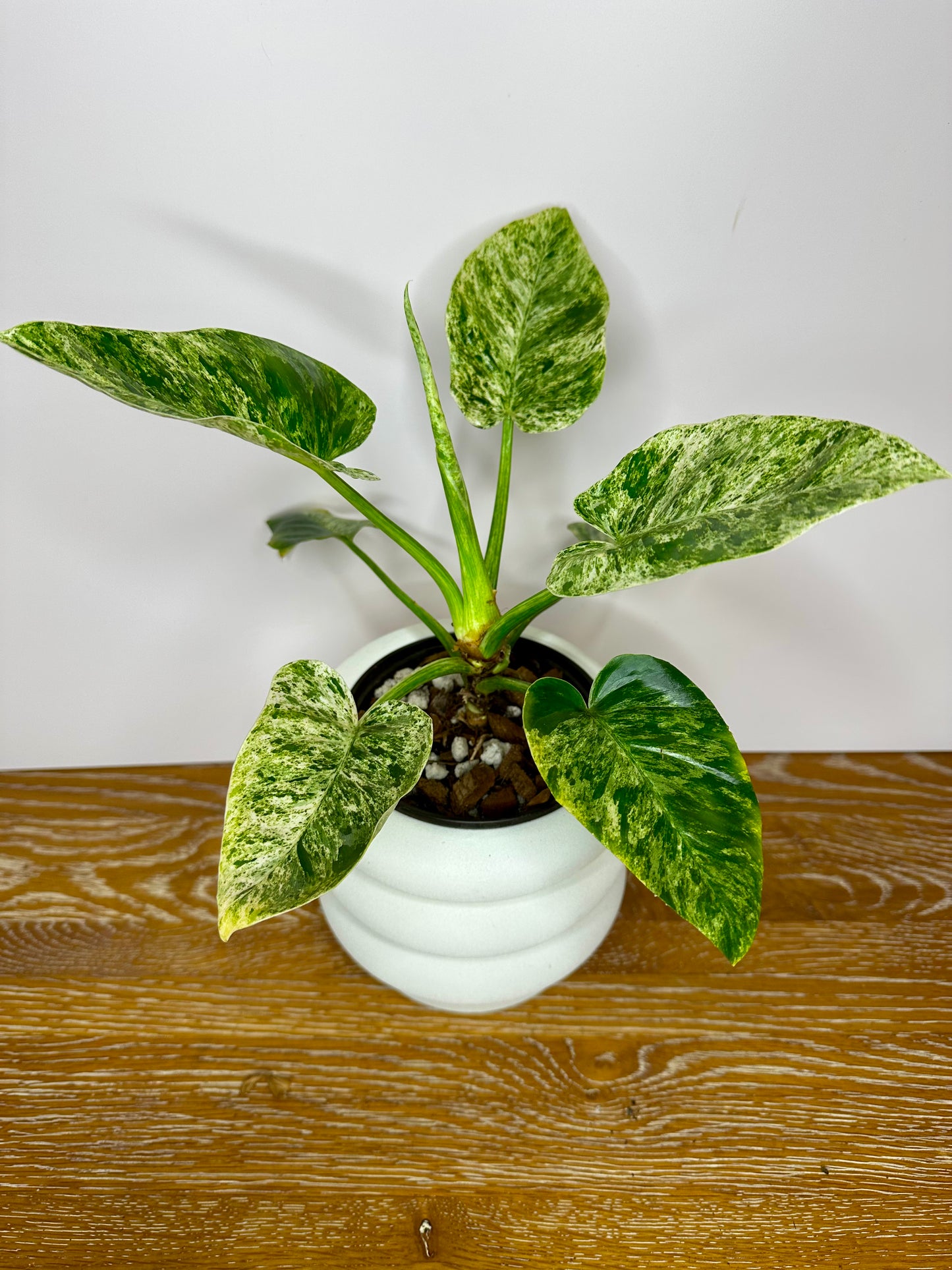 Philodendron Giganteum Blizzard