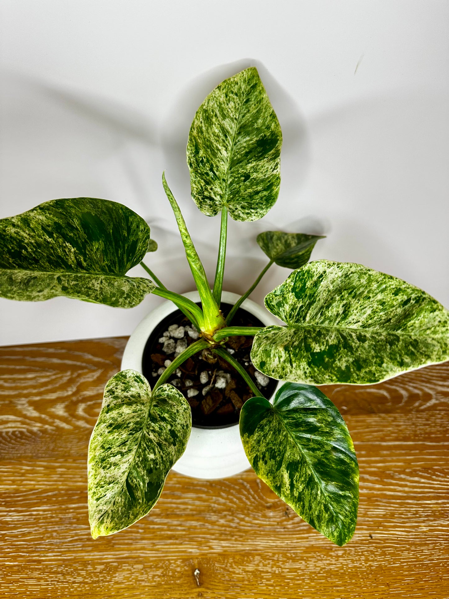 Philodendron Giganteum Blizzard