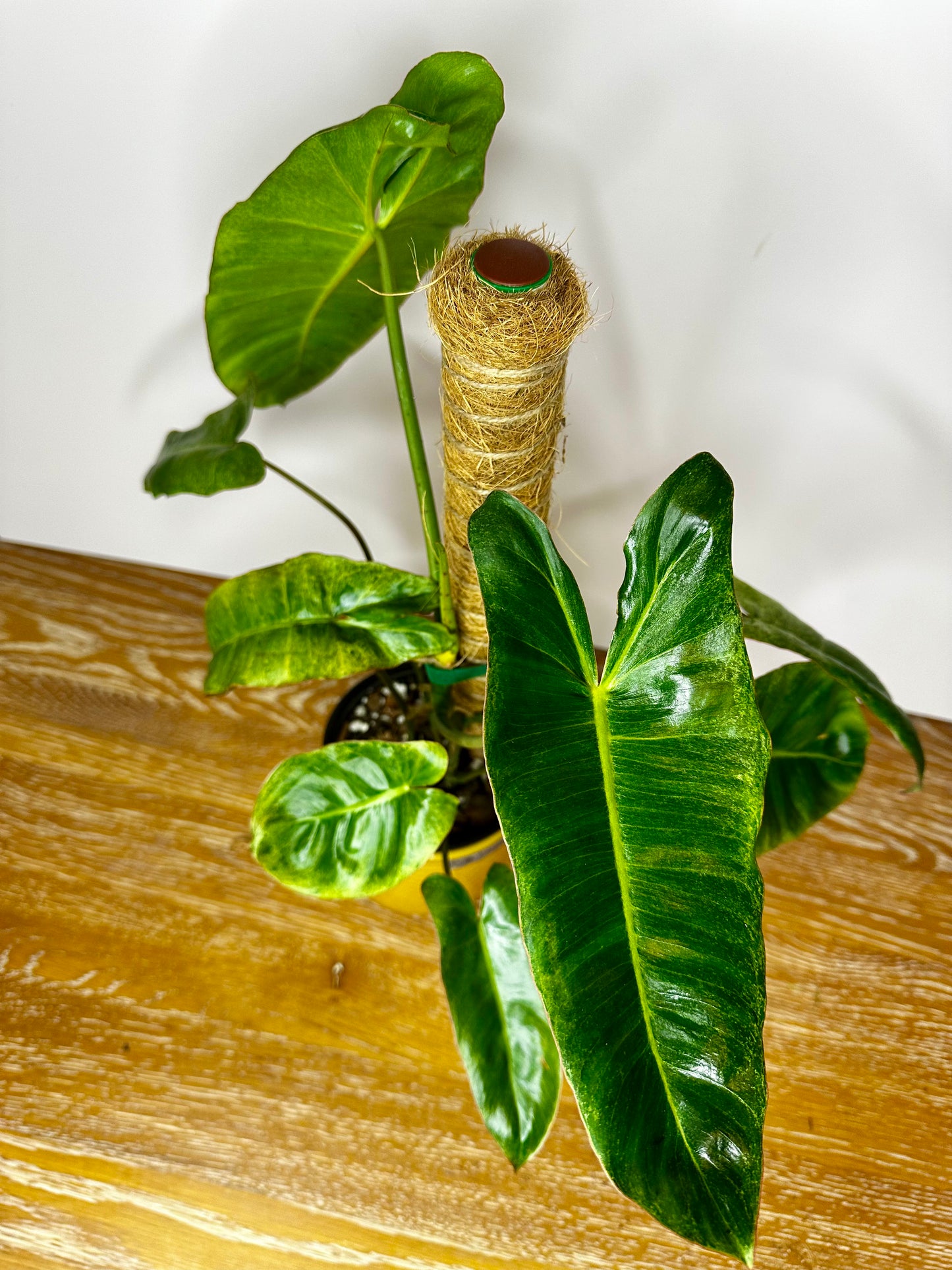 Philodendron Paraiso Verde Variegated on Moss Pole