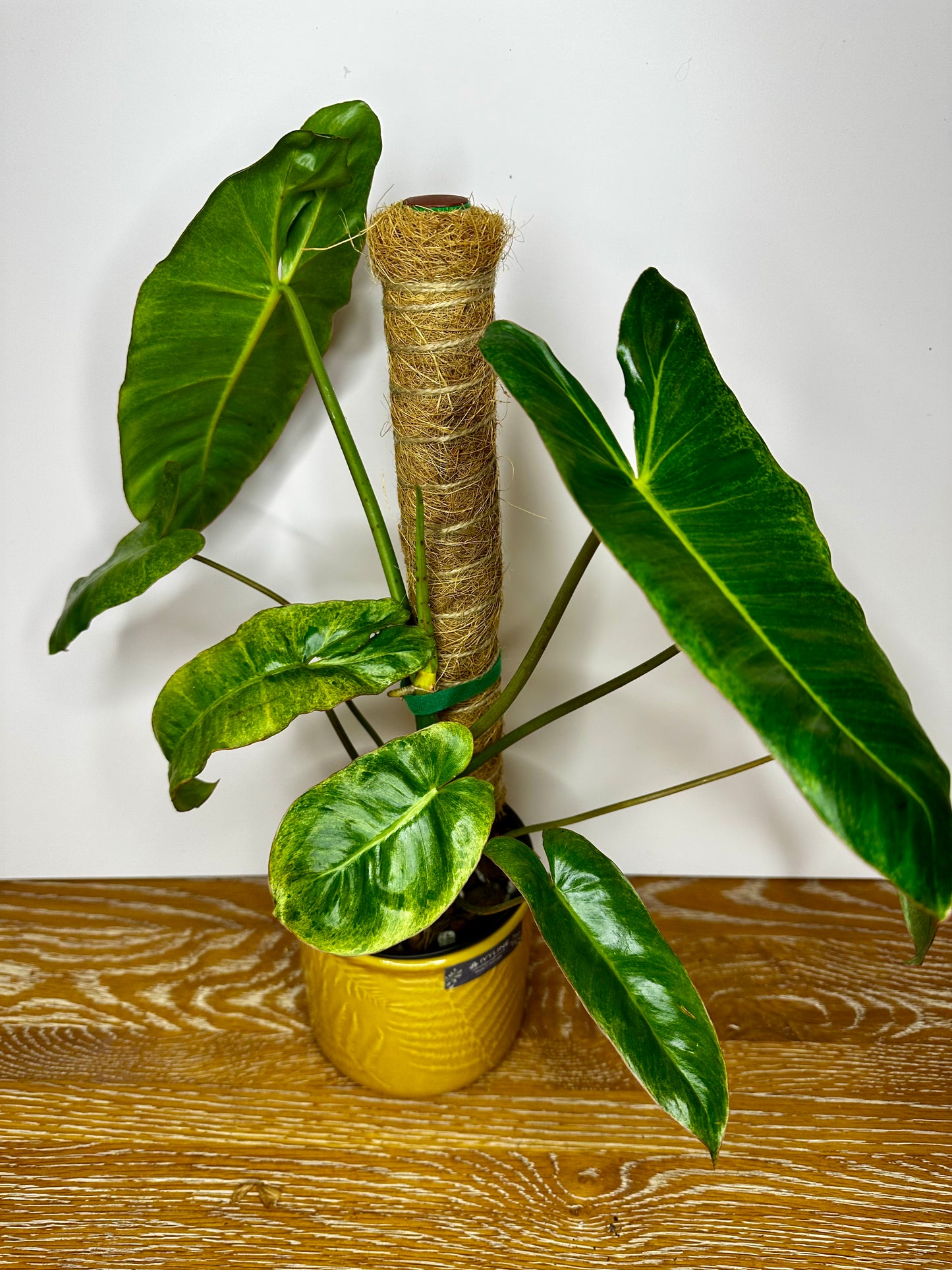Philodendron Paraiso Verde Variegated on Moss Pole