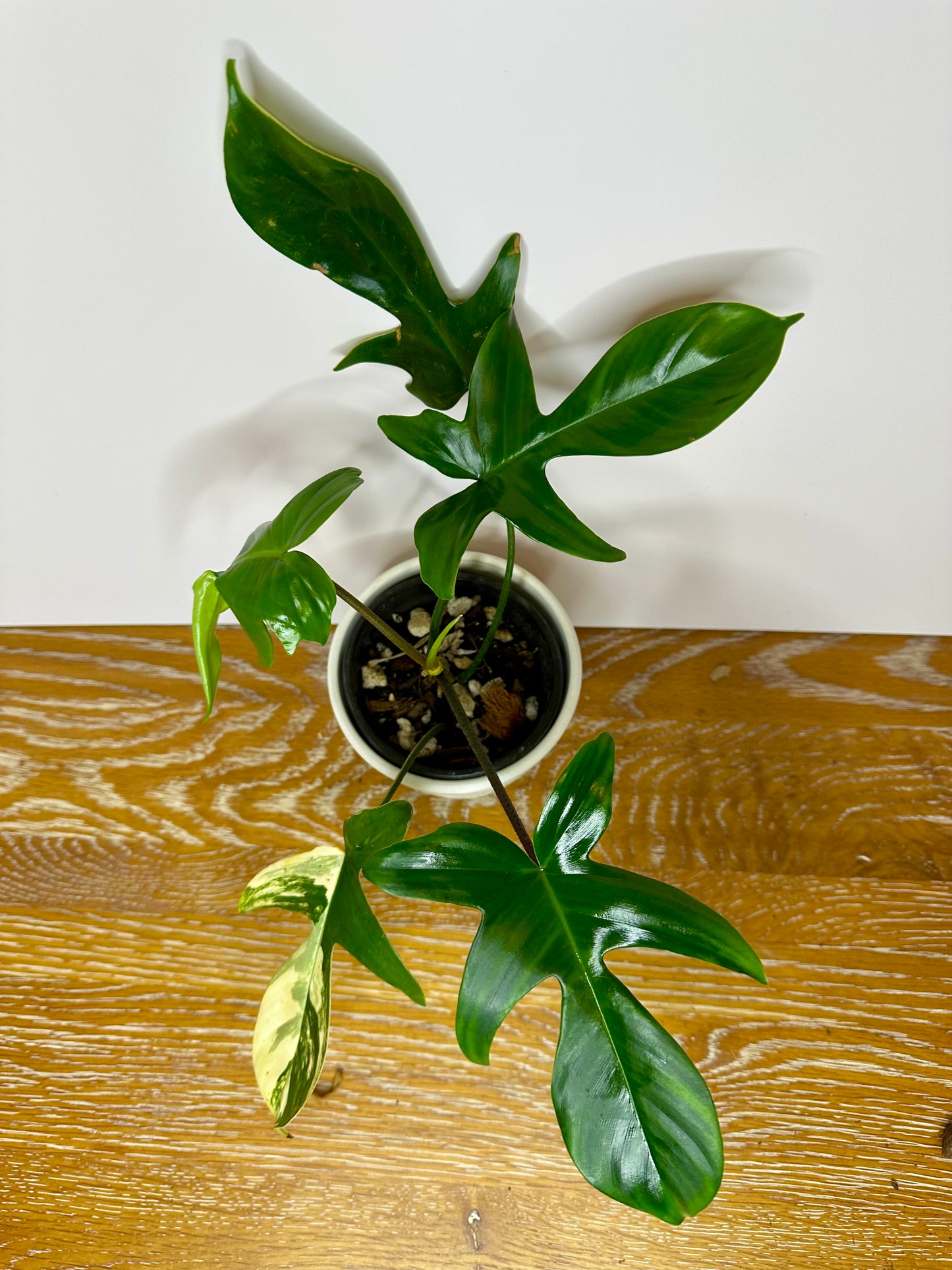 Philodendron Florida Beauty -Reverted